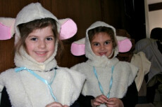 k sheep